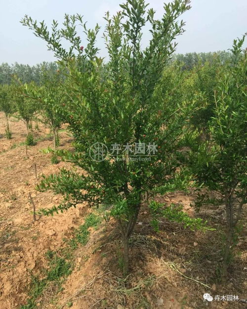 花石榴花在北方能否安全越冬及園林綠化應(yīng)用